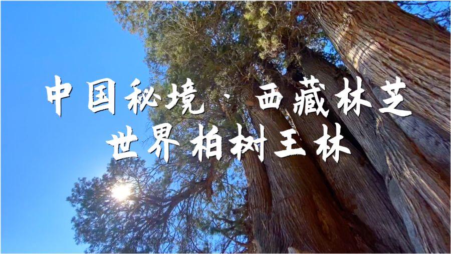 嘉日单词